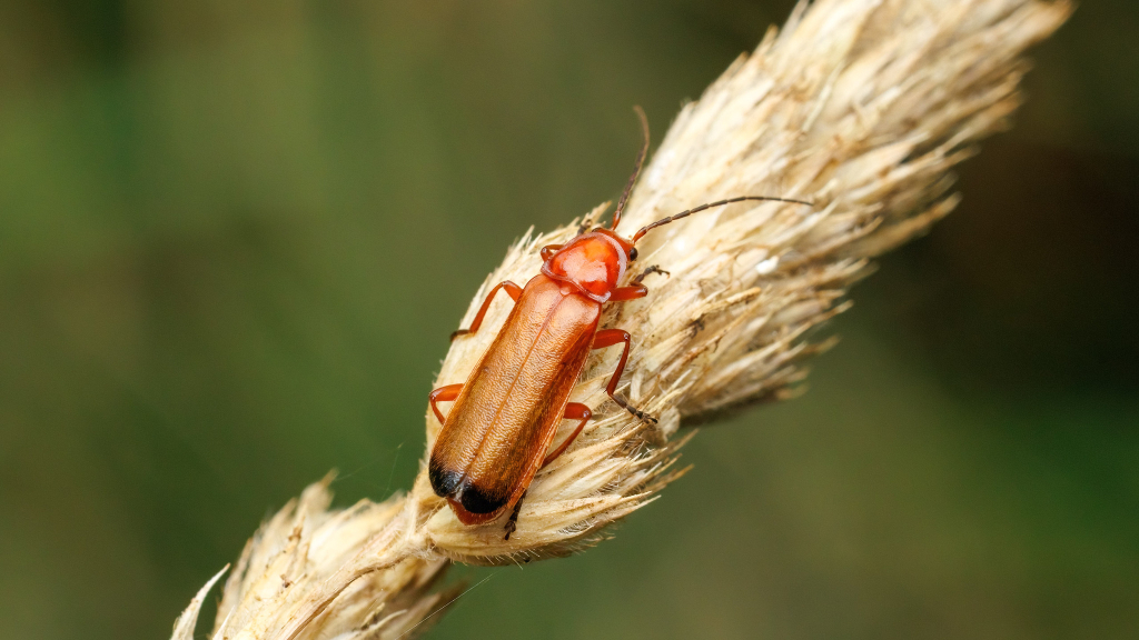 Rhagonycha fulva