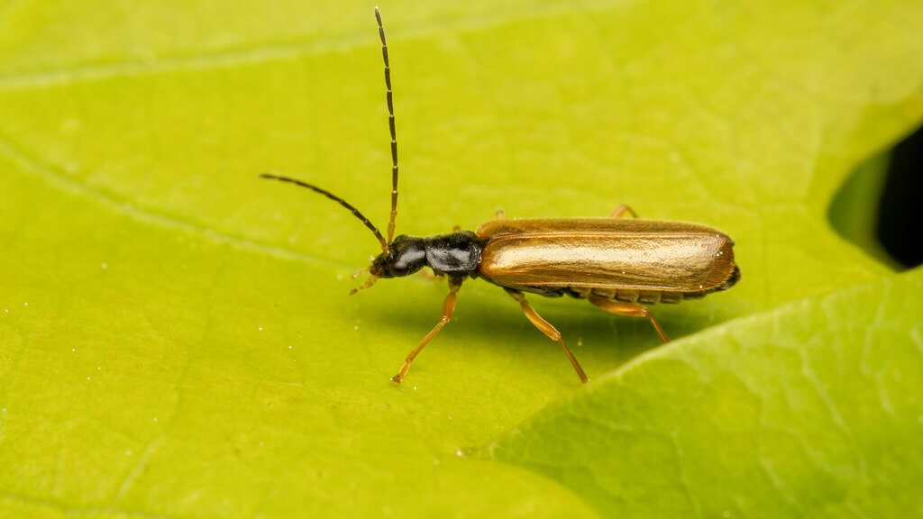 Cantharidae Rhagonycha lignosa
