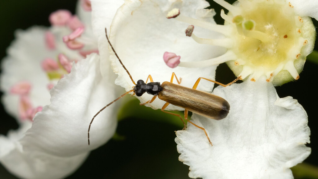 Cantharidae Rhagonycha lignosa