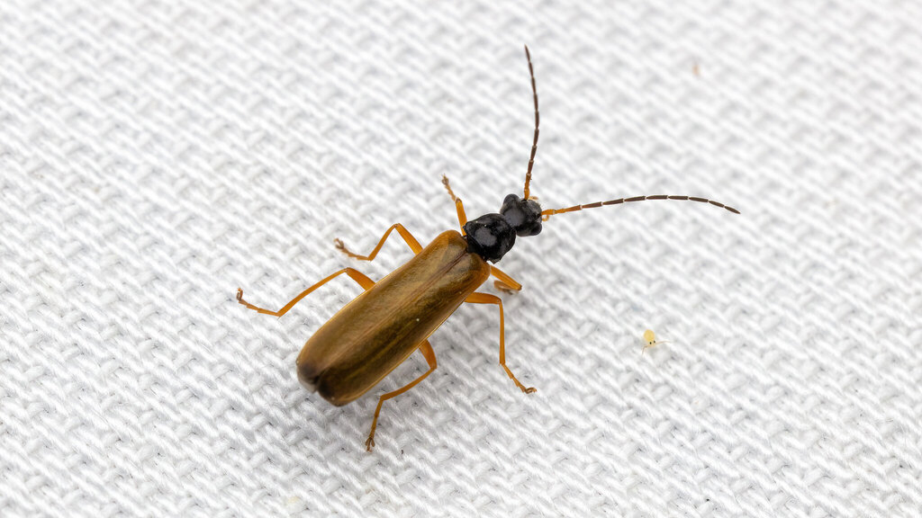 Cantharidae Rhagonycha lignosa