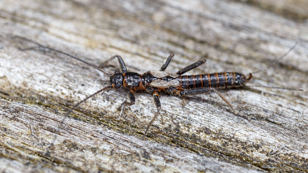 Capniidae Zwicknia