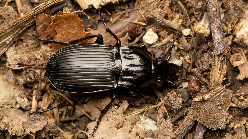 Carabidae Abax parallelepipedus