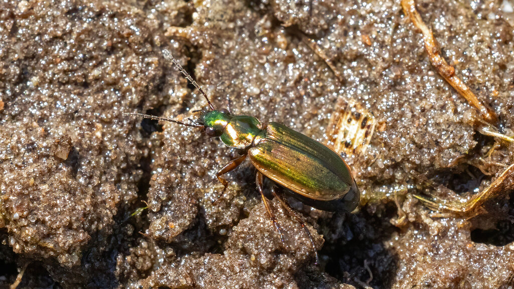 Carabidae Agonum marginatum