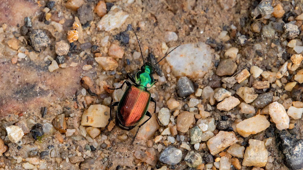 Carabidae Agonum sexpunctatum