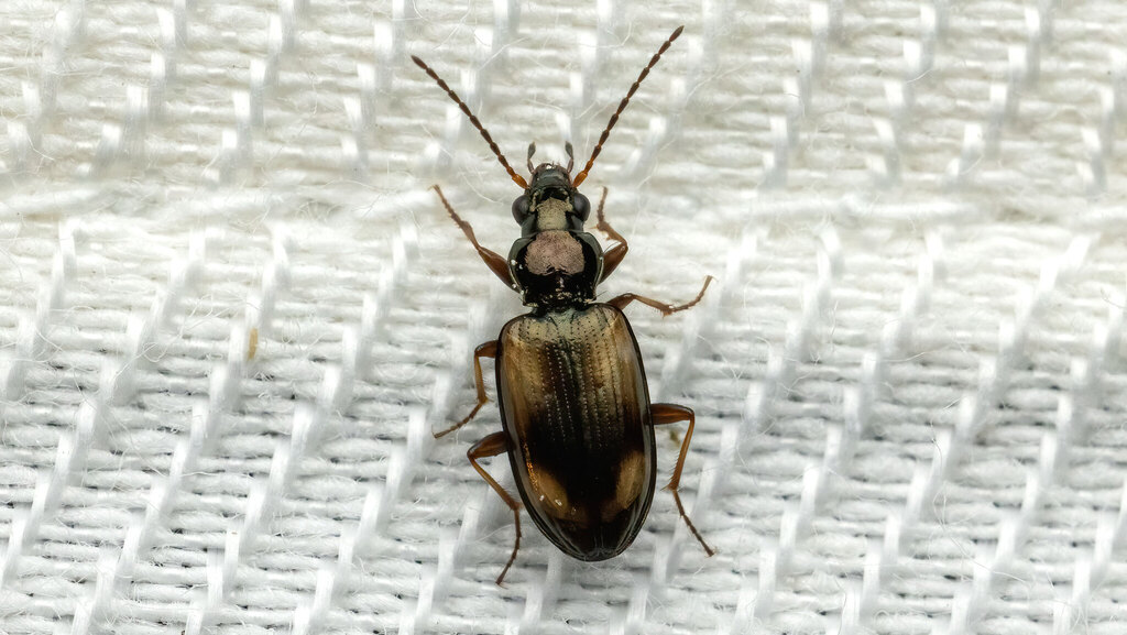 Carabidae Bembidion
