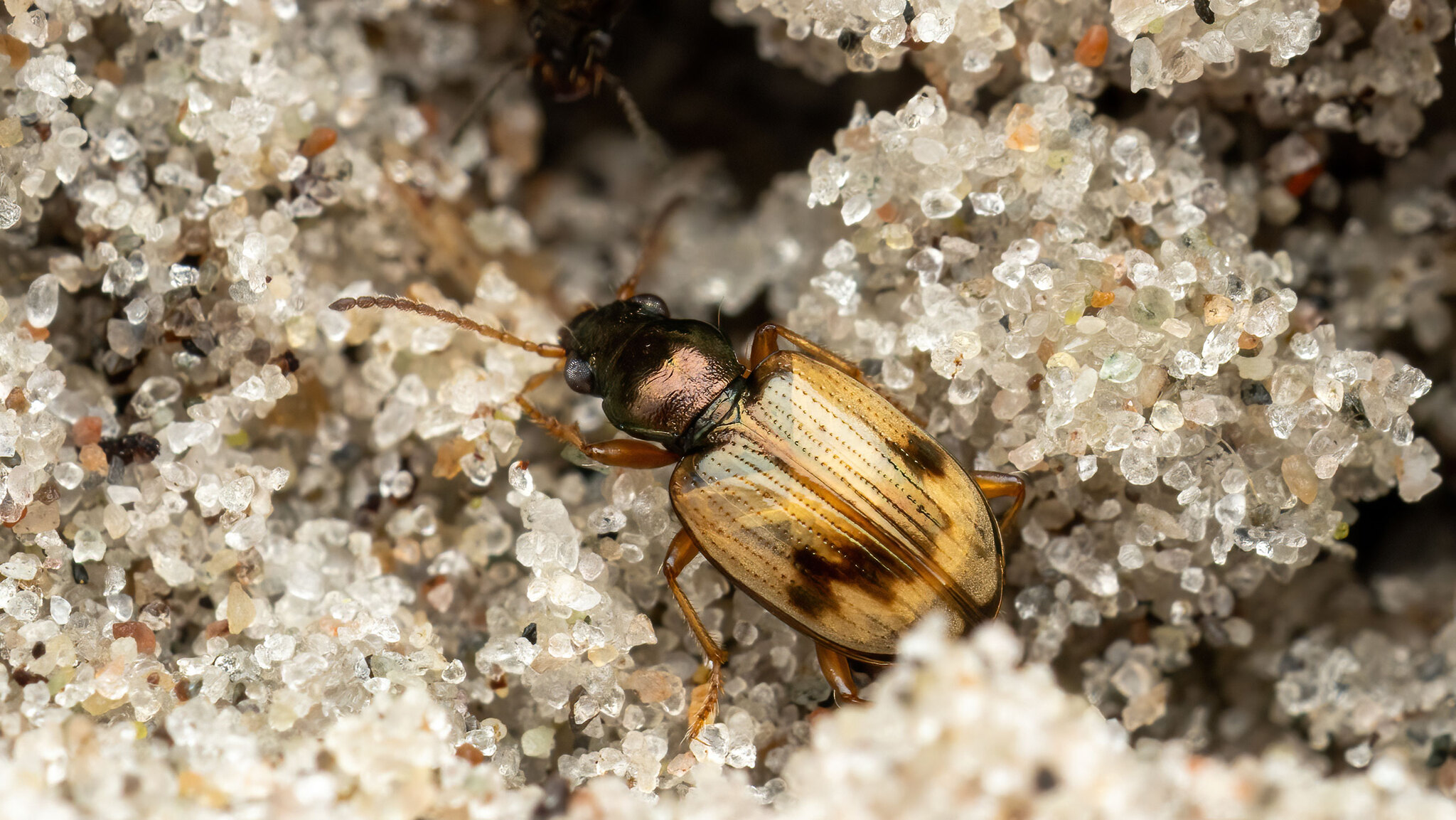 Carabidae Bembidion pallidipenne