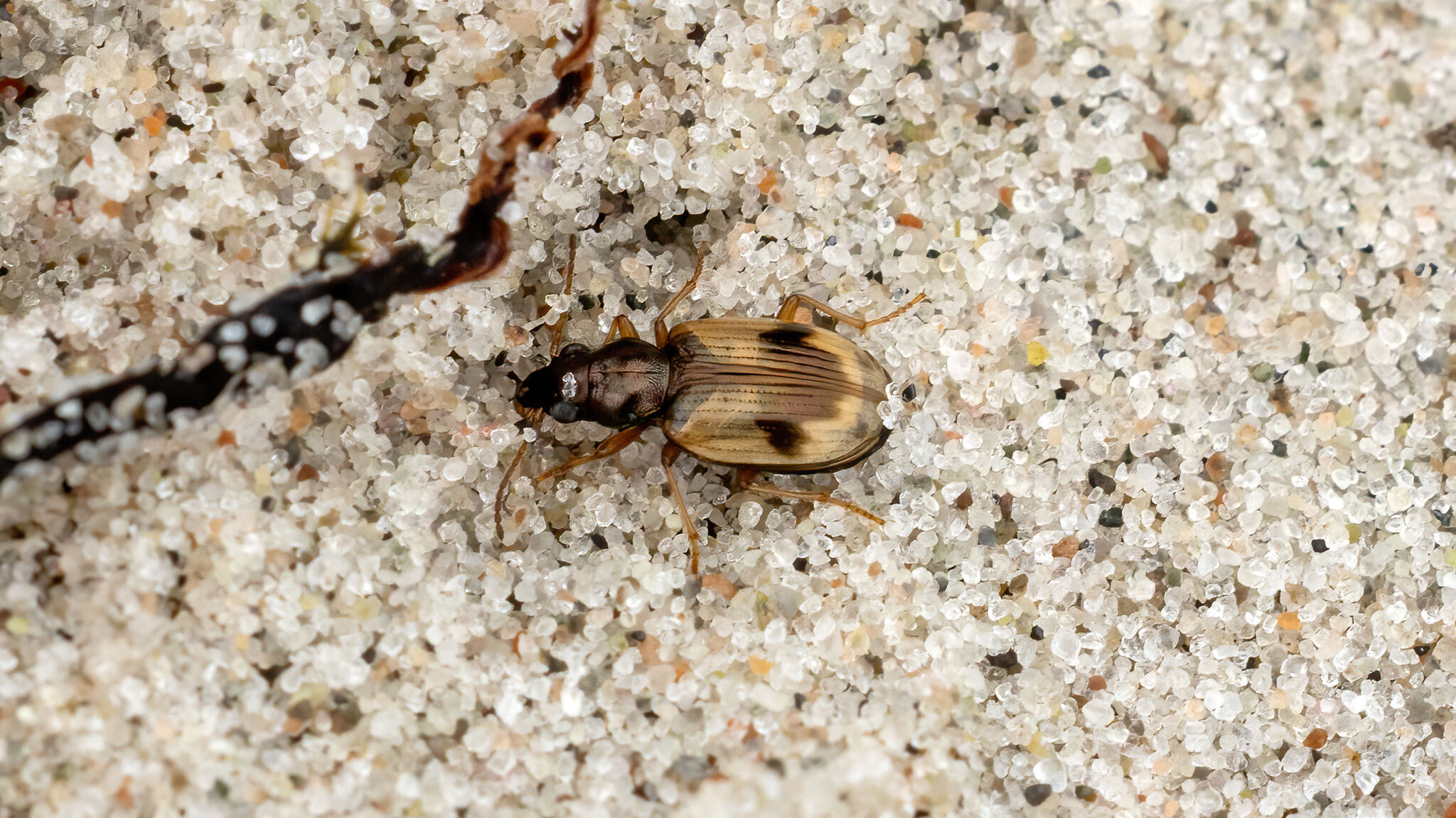 Carabidae Bembidion pallidipenne