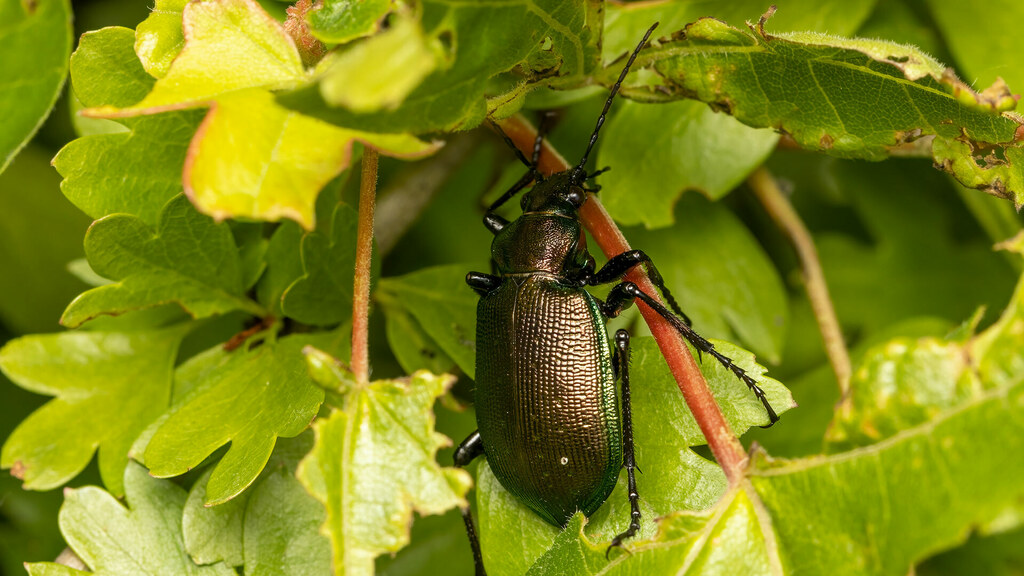 Carabidae Calosoma inquisitor