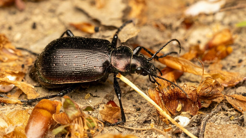 Carabidae Calosoma inquisitor