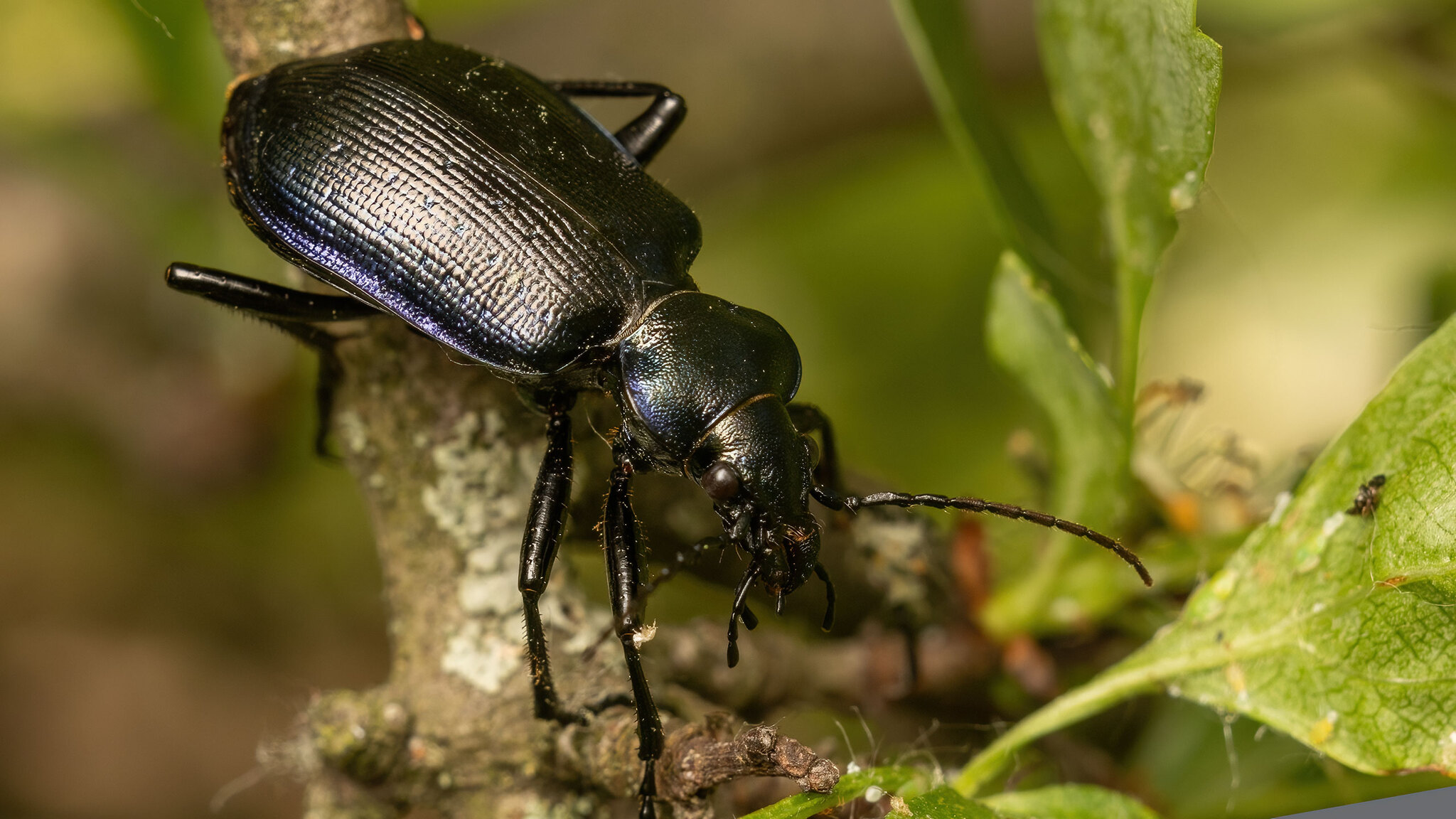Carabidae Calosoma inquisitor