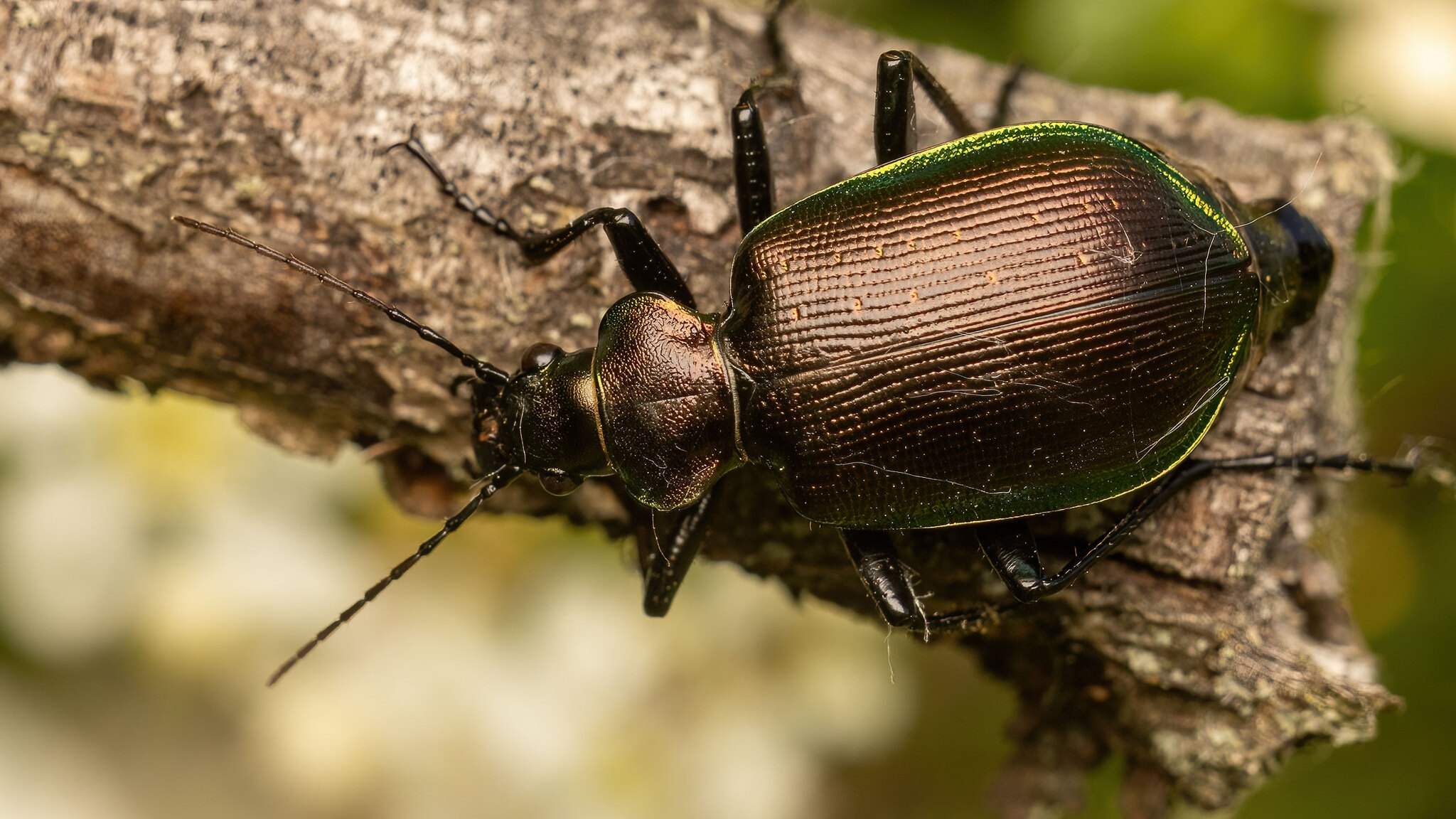 Carabidae Calosoma inquisitor