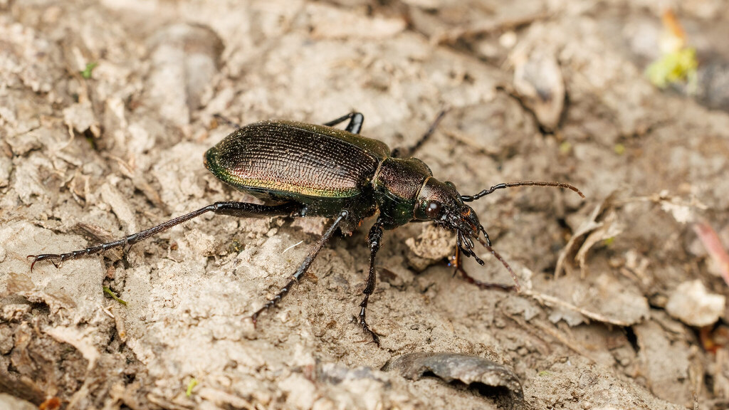 Carabidae Calosoma inquisitor