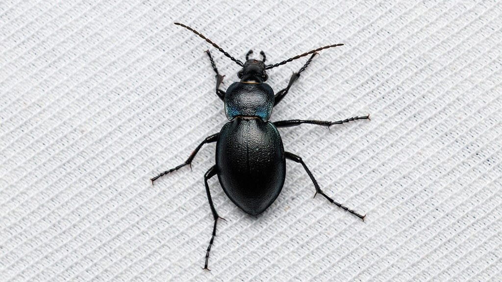 Carabidae Carabus convexus