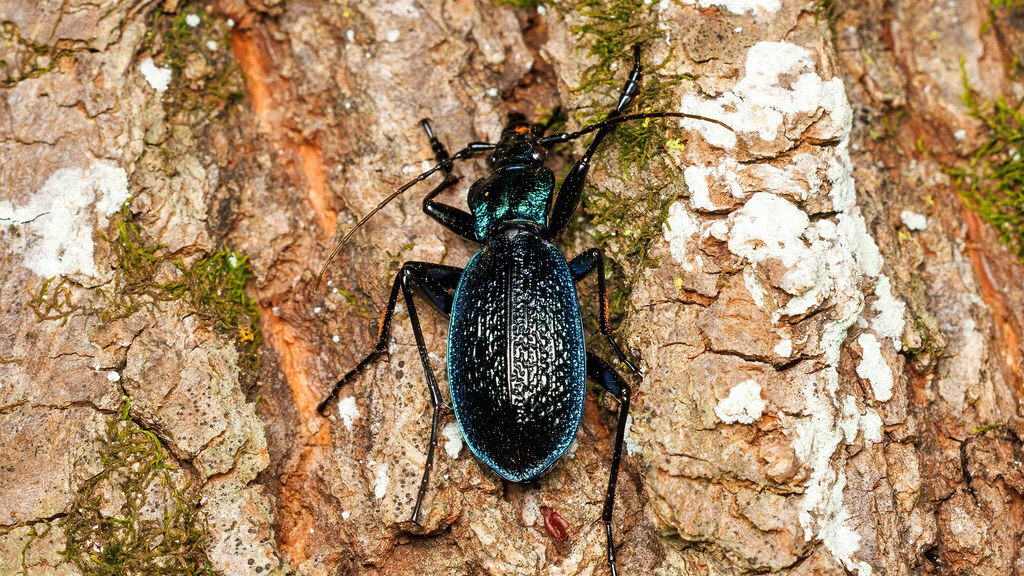 Carabidae Carabus intricatus