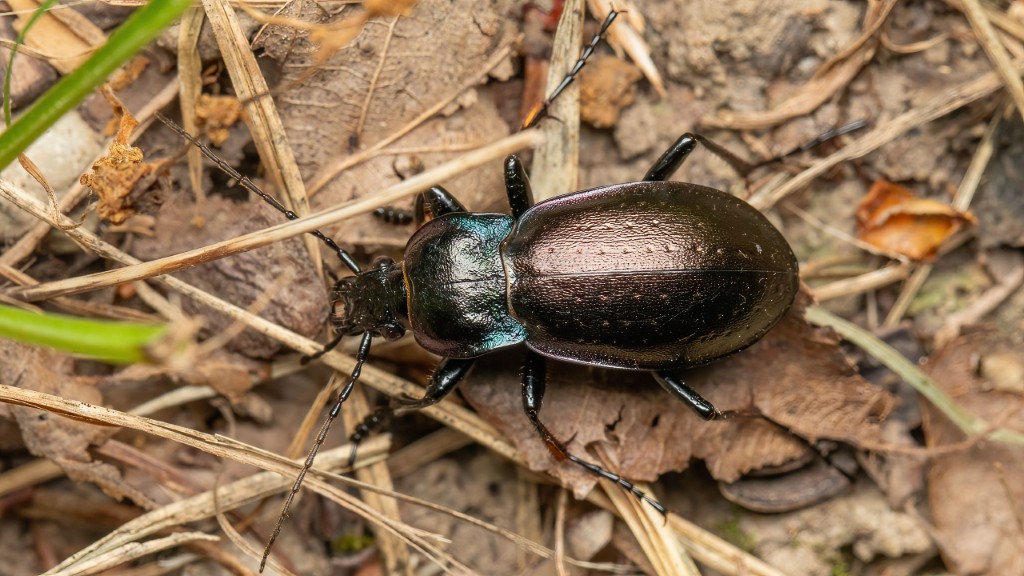 Carabidae Carabus nemoralis