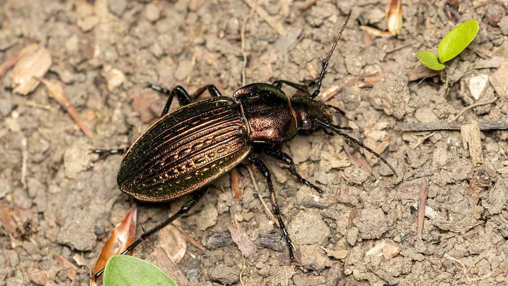 Carabidae Carabus ulrichii