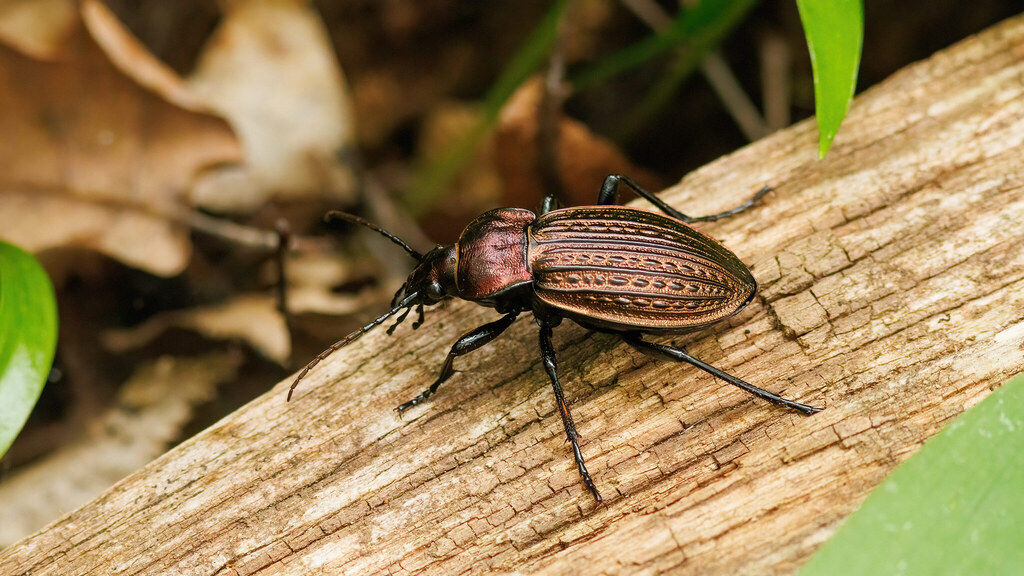 Carabidae Carabus ulrichii
