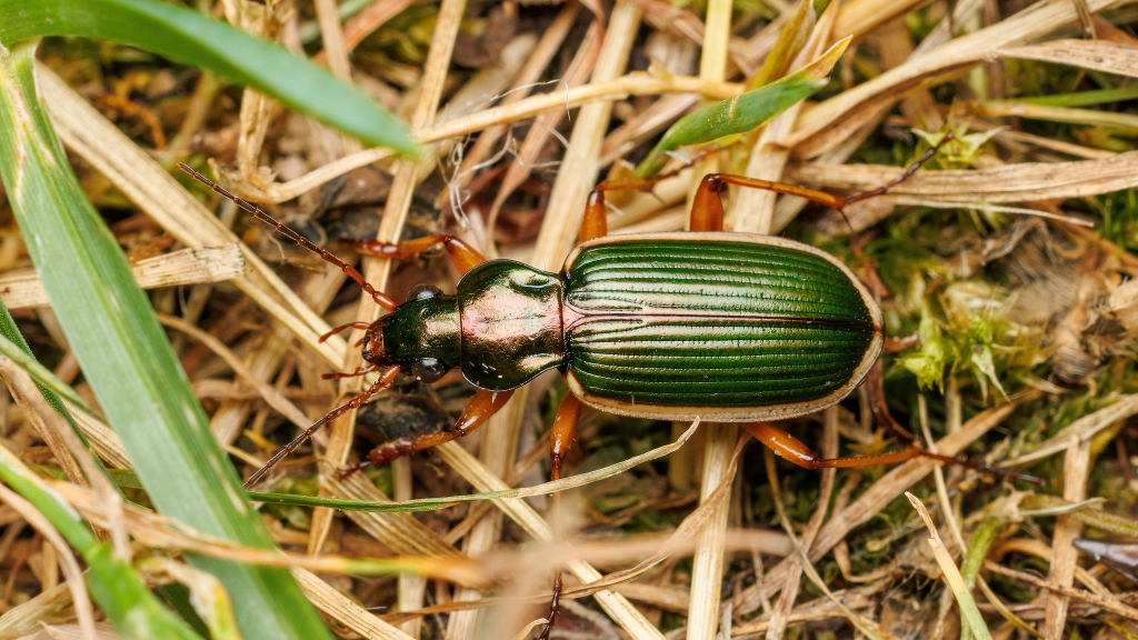 Chlaenius spoliatus