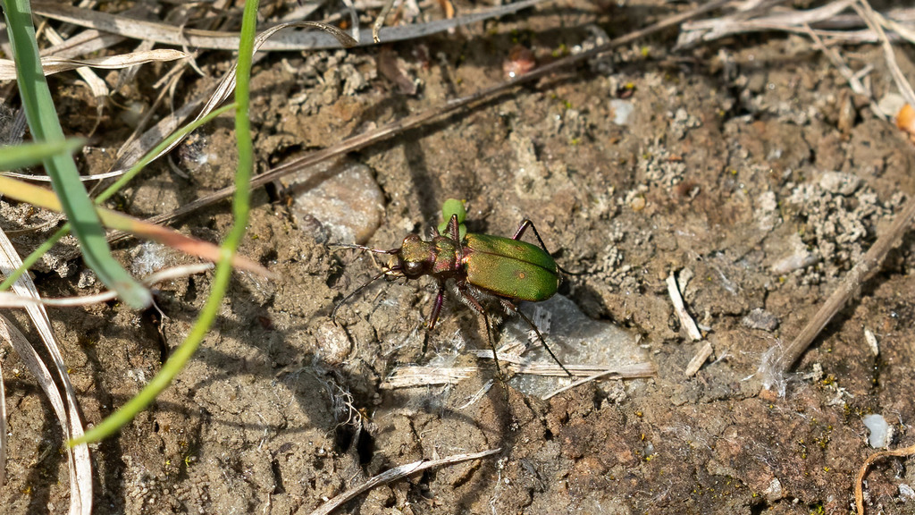 Carabidae Cicindela campestris