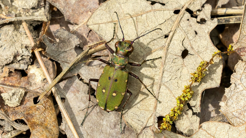 Carabidae Cicindela campestris