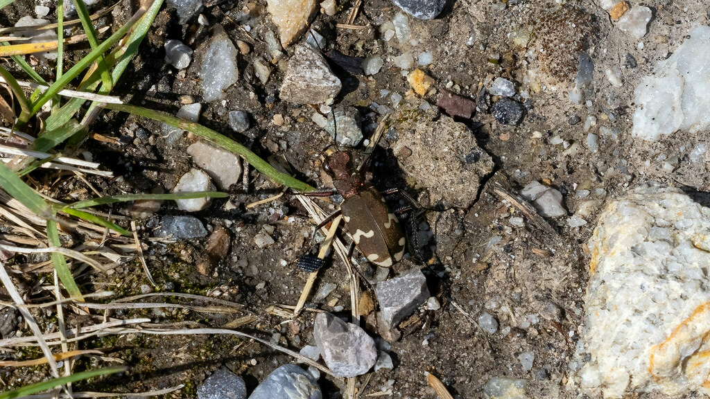 Carabidae Cicindela sylvicola