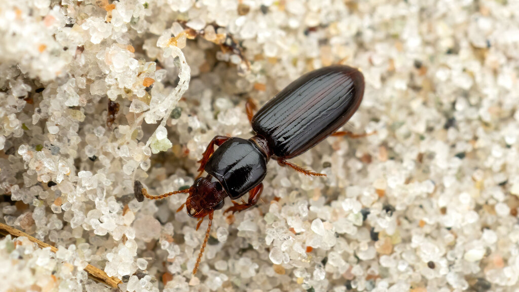 Carabidae Clivina fossor