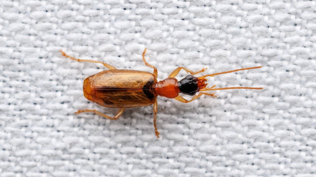 Demetrias atricapillus
