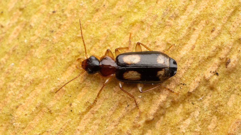 Carabidae Dromius quadrimaculatus