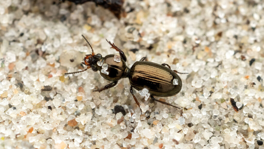 Carabidae Dyschirius obscurus