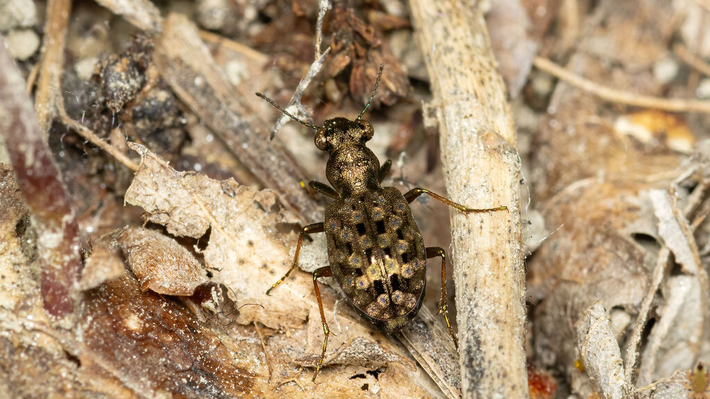 Carabidae Elaphrus aureus