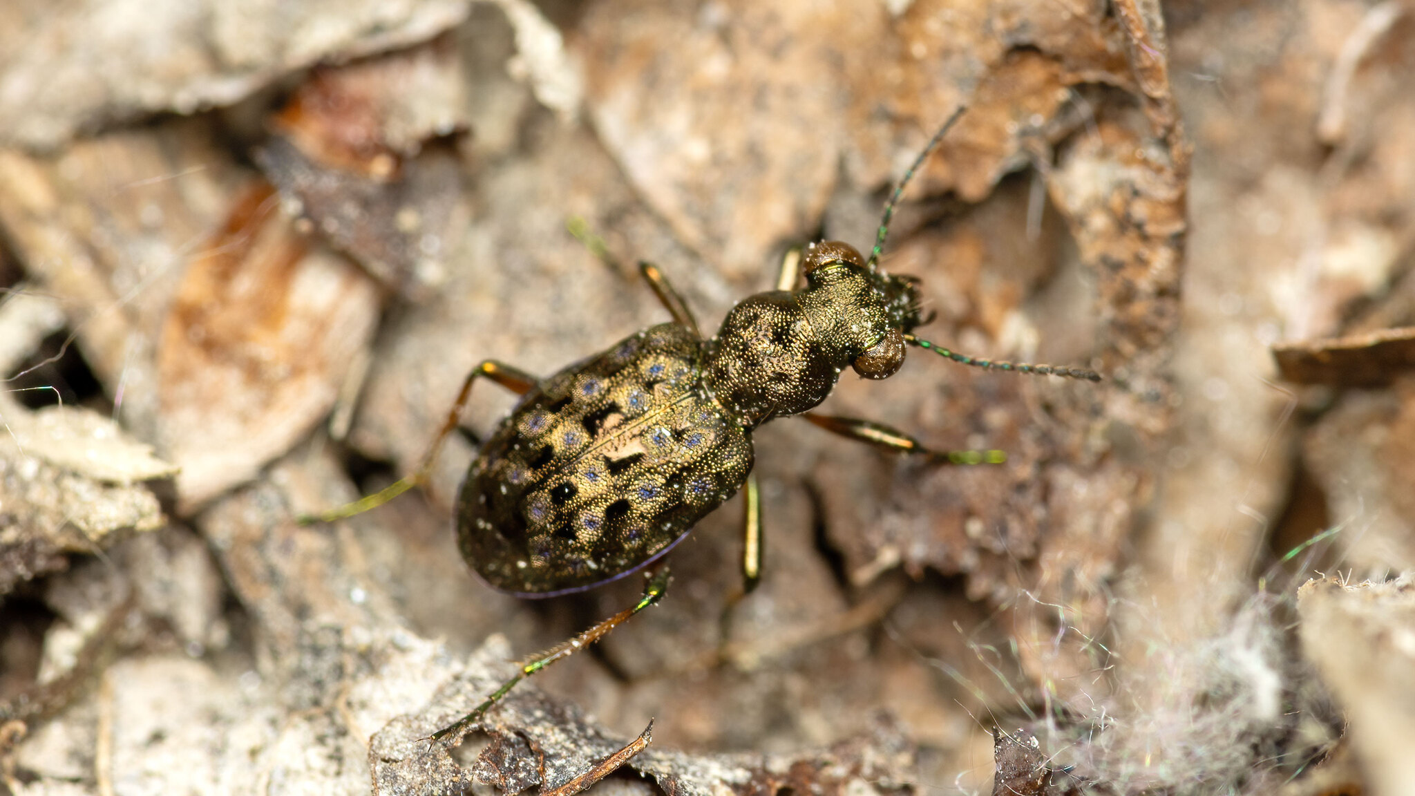 Carabidae Elaphrus aureus