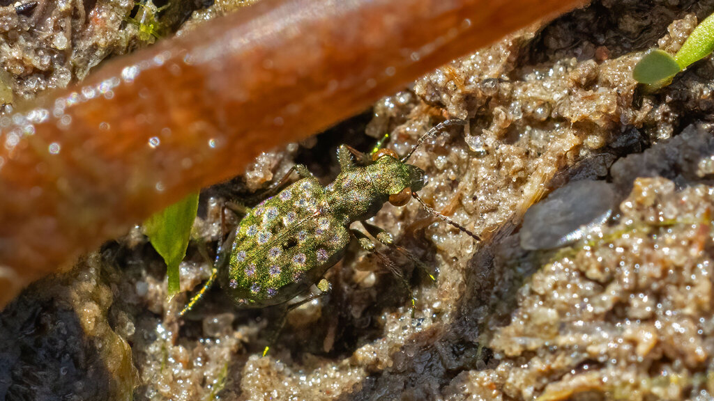 Carabidae Elaphrus riparius
