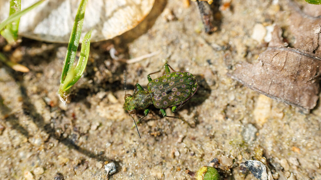 Carabidae Elaphrus riparius