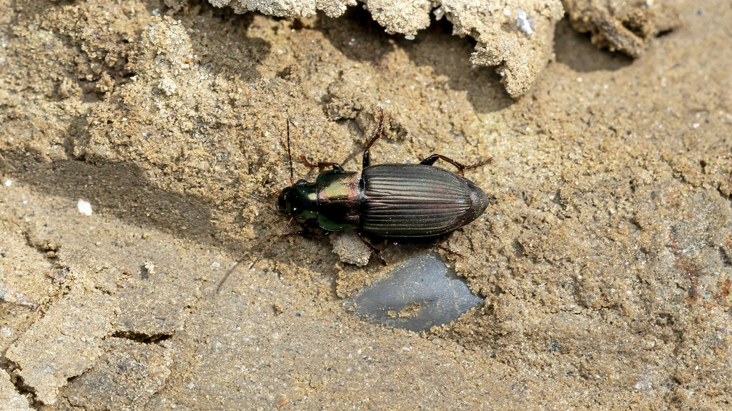 Carabidae Harpalus