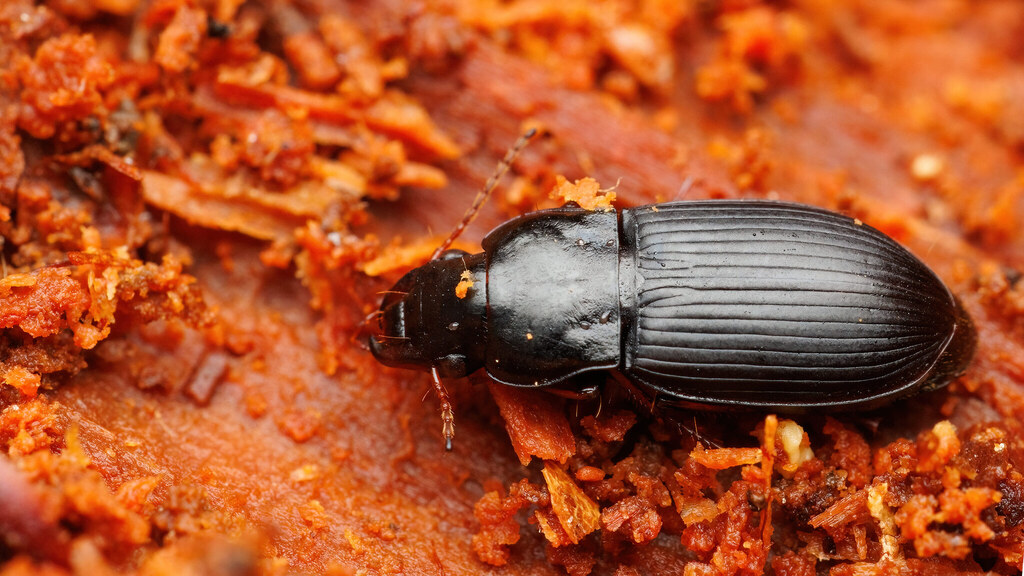 Carabidae Harpalus