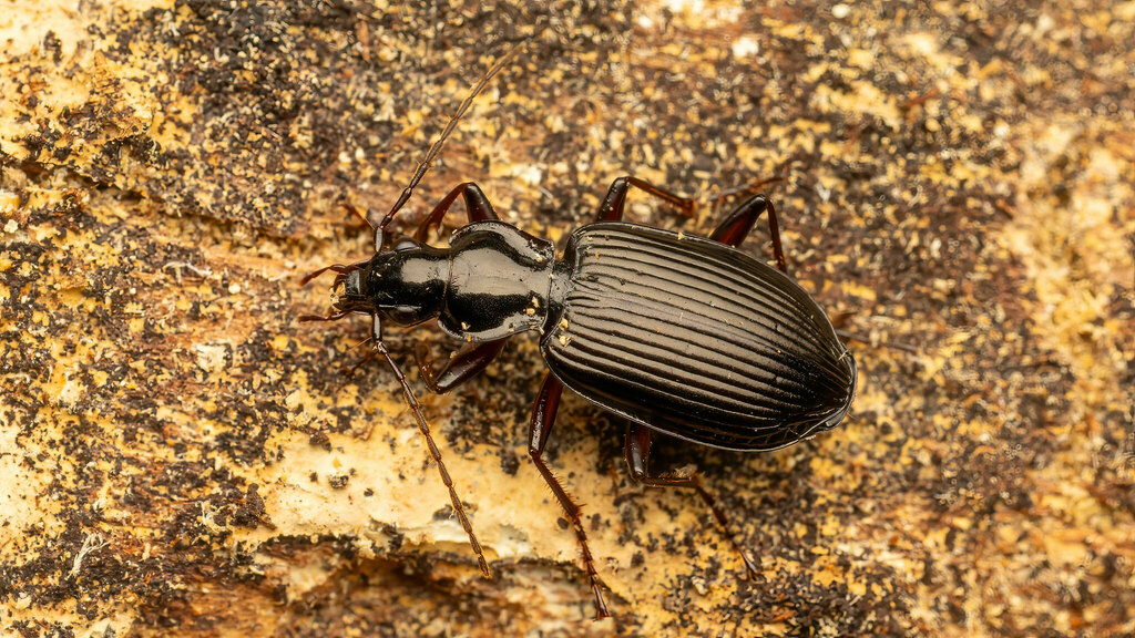 Carabidae Limodromus assimilis