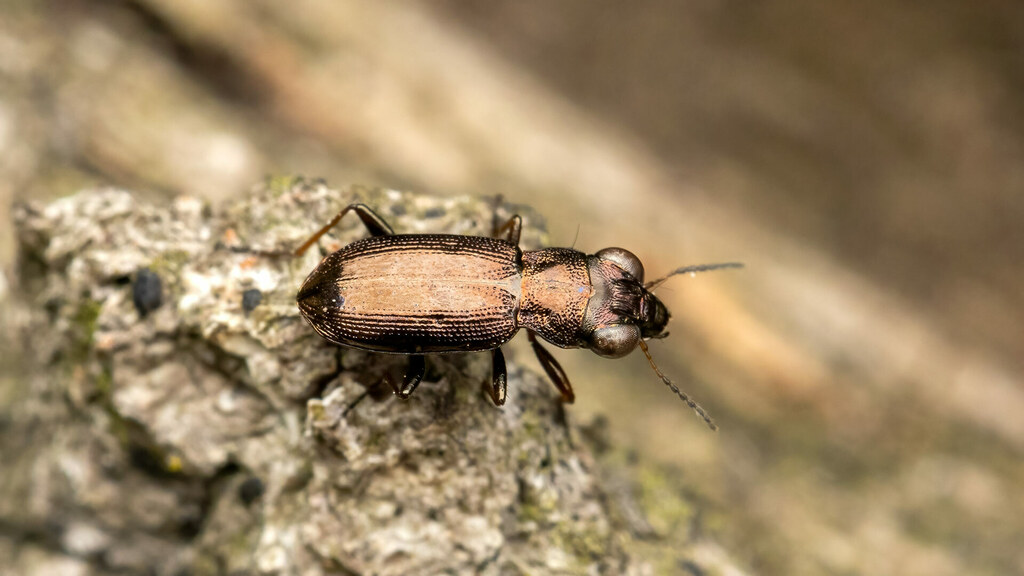 Carabidae Notiophilus biguttatus