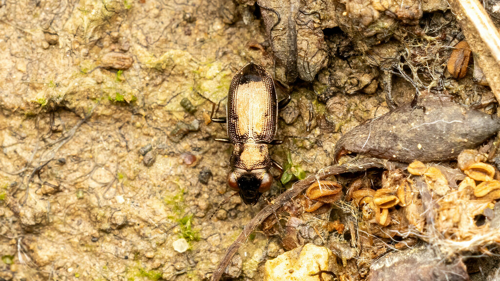 Carabidae Notiophilus biguttatus