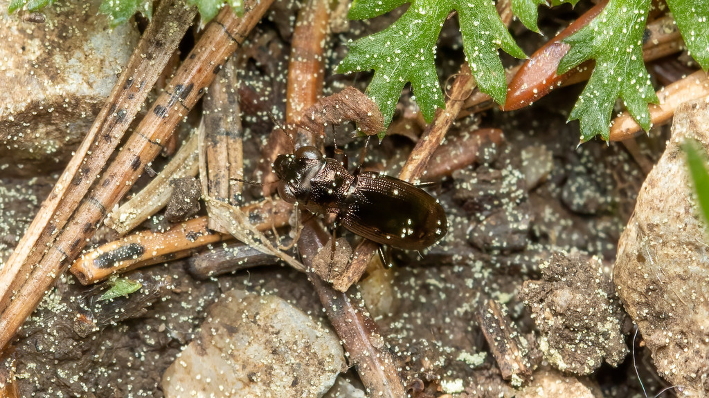 Carabidae Notiophilus rufipes