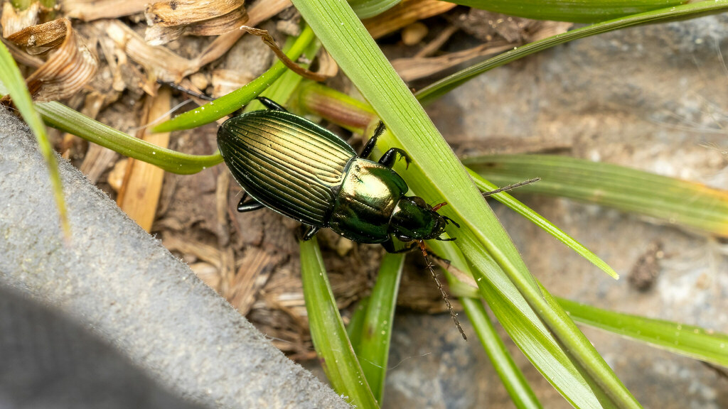 Carabidae Poecilus versicolor