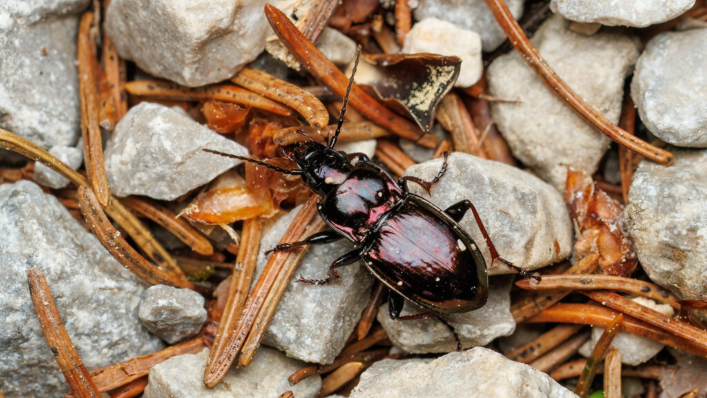 Carabidae Pterostichus burmeisteri