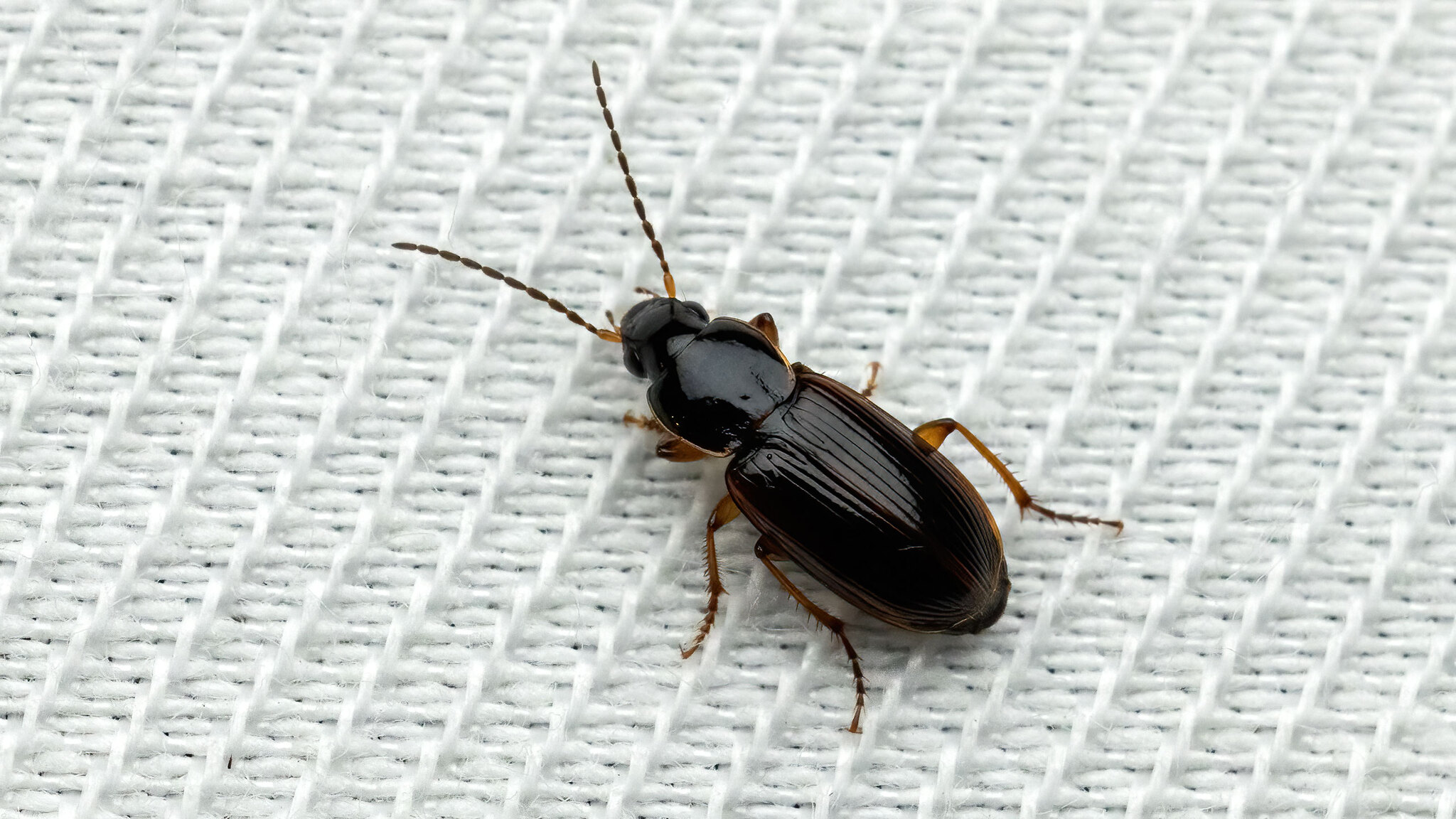 Carabidae Stenolophus
