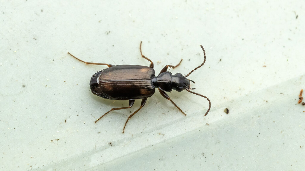Carabidae Syntomus obscuroguttatus