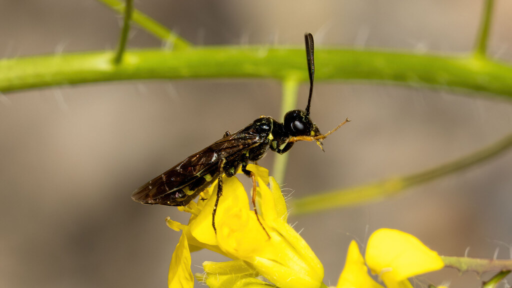 Cephidae Cephus