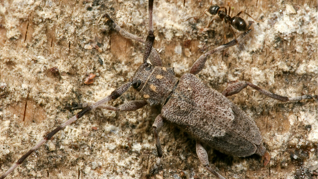 Cerambycidae Acanthocinus aedilis