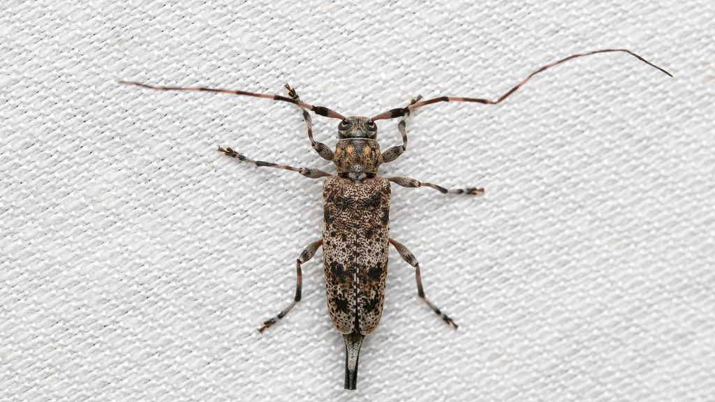 Cerambycidae Acanthocinus griseus