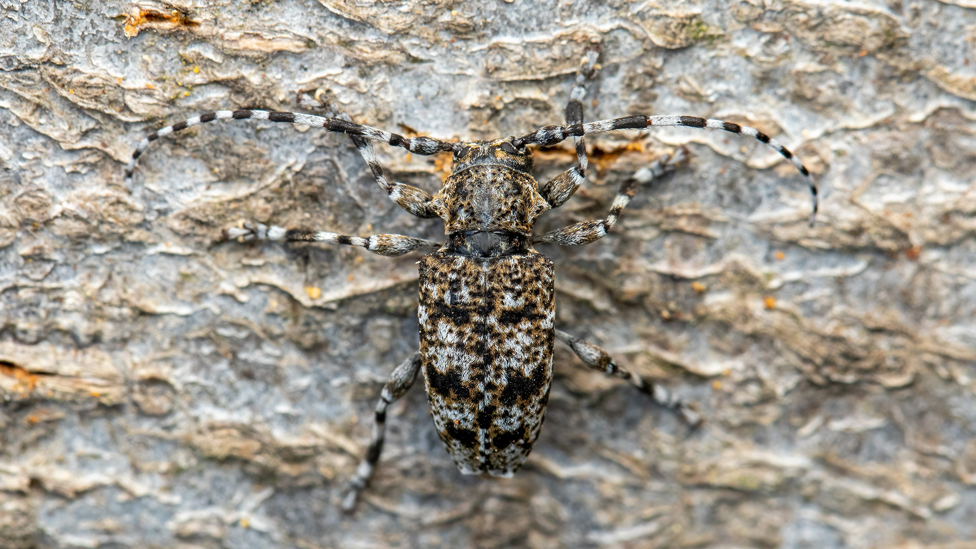 Cerambycidae Aegomorphus clavipes