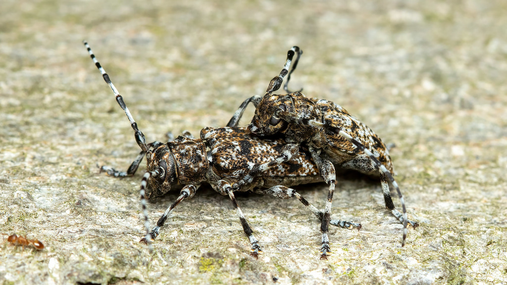 Cerambycidae Aegomorphus clavipes