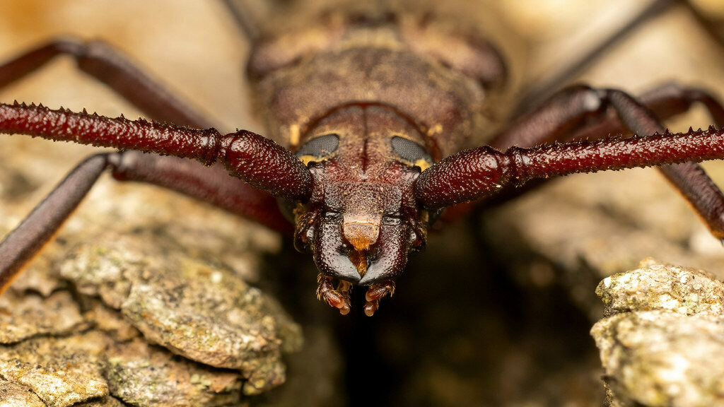 Cerambycidae Aegosoma scabricorne