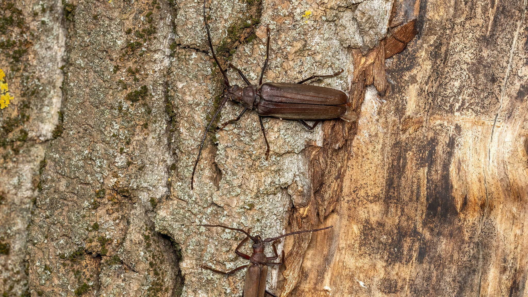 Cerambycidae Aegosoma scabricorne